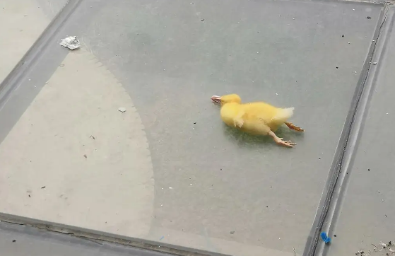 买的小鸭子为什么两三天就死