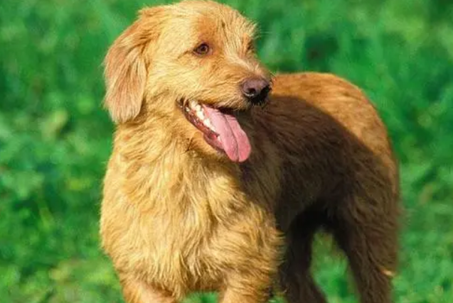 怎么训练布列塔尼犬听话？有什么技巧呢？