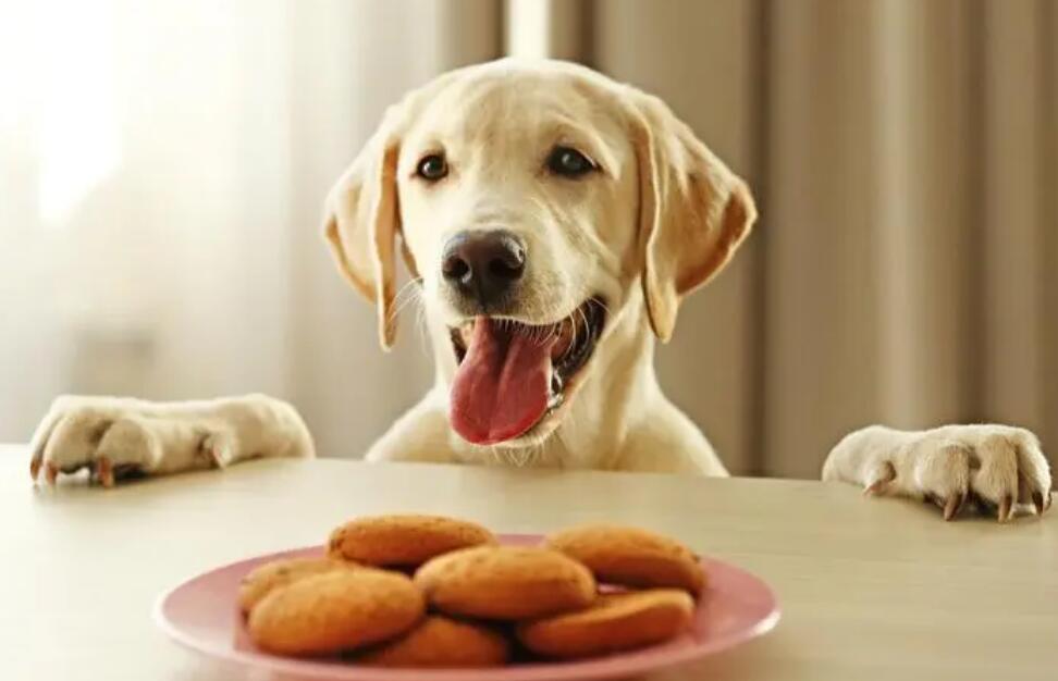 狗狗降血糖最有效的食物 狗狗降血糖最有效的食物