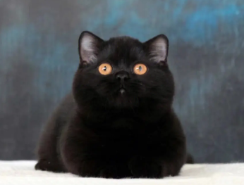 纯黑色猫咪一般多少钱