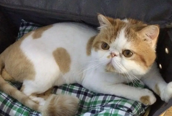 猫咪毛为什么会褪色呢 猫咪毛为什么会褪色呢