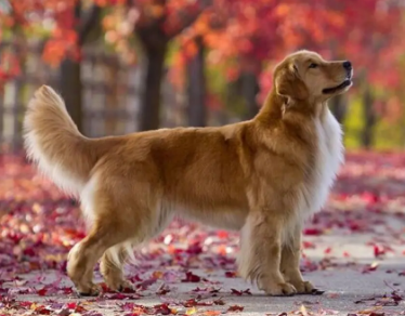 金毛幼犬可以吃梨吗，一文告诉你！