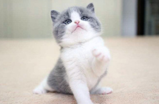 英短猫为什么容易猝死