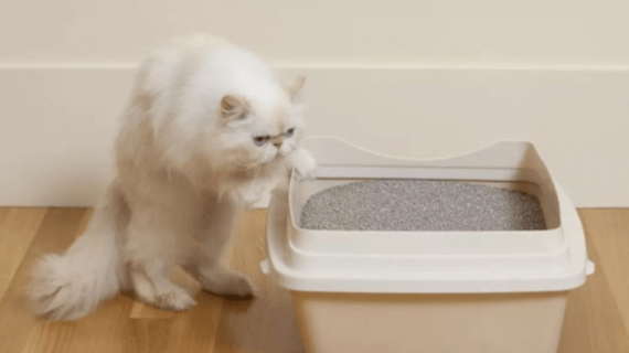 猫咪为什么到处撒尿呢