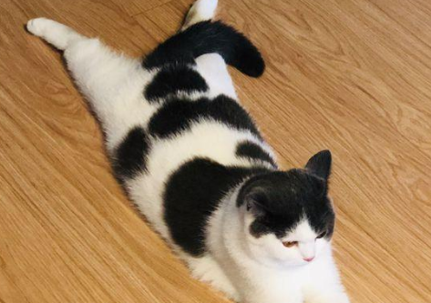 猫咪为什么喜欢叉腿趴着呢