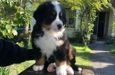 伯恩山犬的优点和缺点 伯恩山犬的优点和缺点