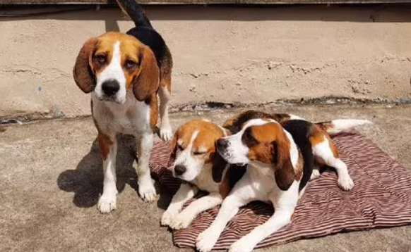 为什么不能打比格犬