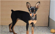 为什么不建议养小鹿犬