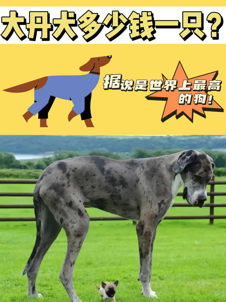 大丹犬多少钱一只？据说是世界上最高的犬种