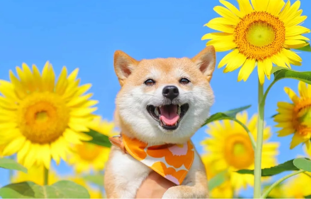 单身狗狗为什么会笑出声音呢