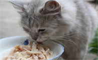 宠物猫一次吃多少东西好呢