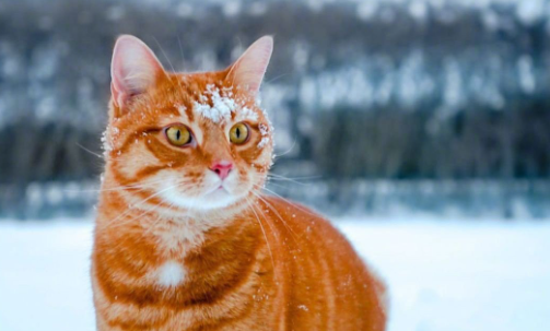 养宠小知识：田园橘猫会发腮吗？