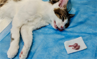 猫咪绝育之后为什么呢