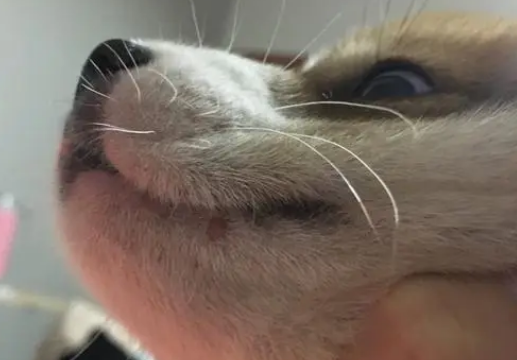 狗狗嘴边长疙瘩图片