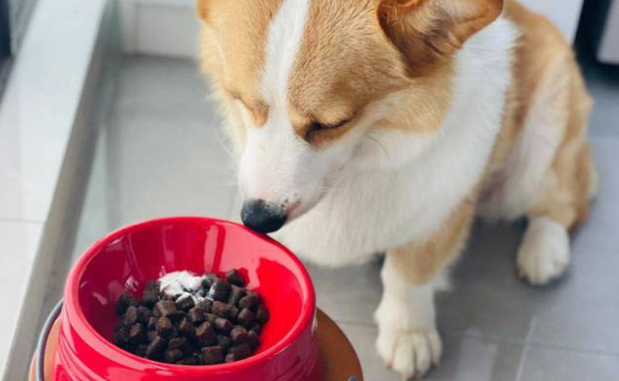 狗粮如何沉水底保存