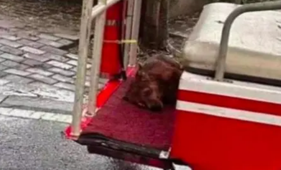 流浪狗躲雨误入高校，保安怕伤学生竟将其打死，处理结果令人唏嘘