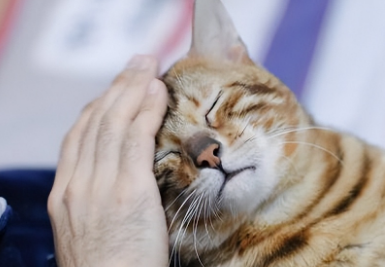 猫咪为什么爱用脸蹭东西
