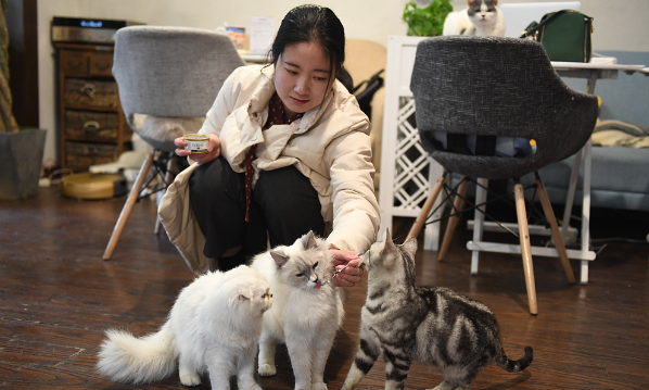猫眼睛流脓一样的眼屎怎么办？