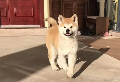 柴犬能长几个月 柴犬能长几个月