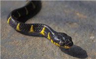 苏拉黄环林蛇是什么蛇