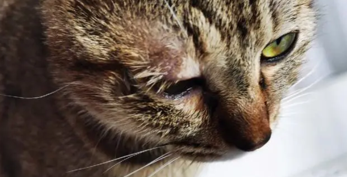 猫的眼睛为什么有病