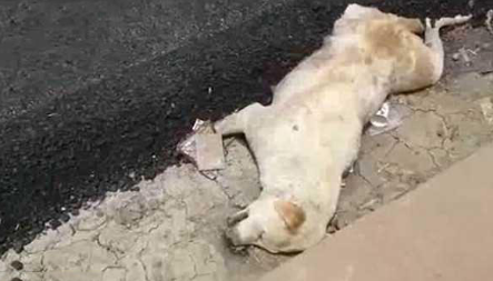 男子用热水烫死小奶狗