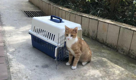 顺丰寄猫咪流程 顺丰寄猫咪流程