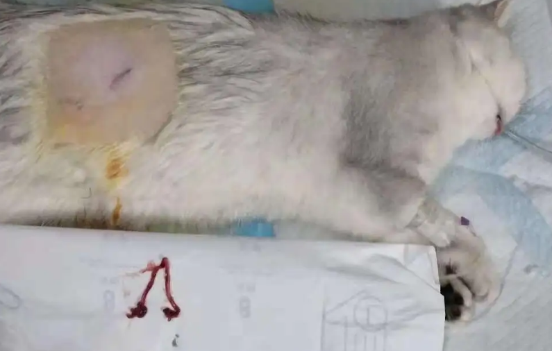 母猫绝育太贵了很多人不绝
