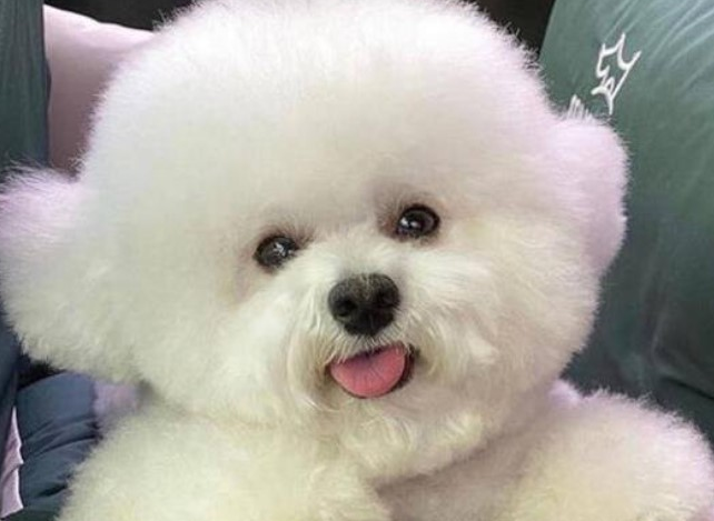 今日科普：帮狗狗清洗毛发时的常见问题有哪些