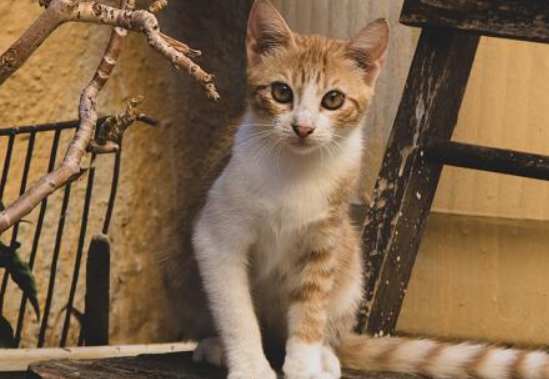 喂养流浪猫的危害,你了解多少? 喂养流浪猫的危害,你了解多少?