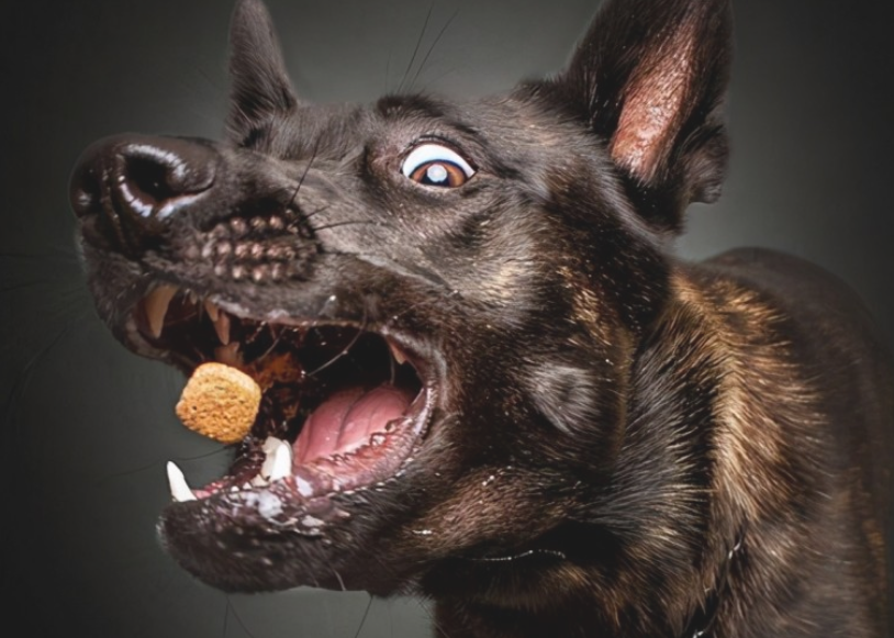 如何判断宠物是否有狂犬病？