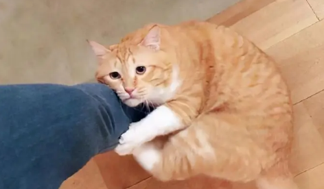 猫用头蹭人还咕噜咕噜