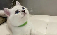 银点猫眼色素1度到6度