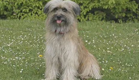 比利牛斯牧羊犬耳朵怎么清洁？你知道么？