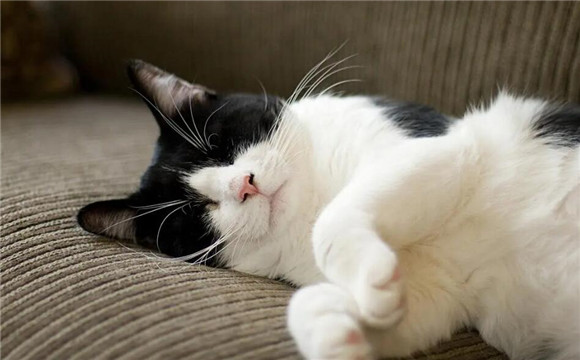 猫咪为什么看起来胖了很多 猫咪为什么看起来胖了很多