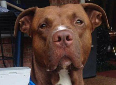 比特犬冒死勇斗铜斑蛇,成功救下小男孩!! 比特犬冒死勇斗铜斑蛇,成功救下小男孩!!