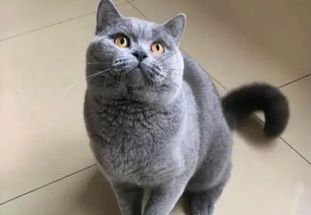 蓝猫小时候毛什么颜色?你知道吗? 蓝猫小时候毛什么颜色?你知道吗?