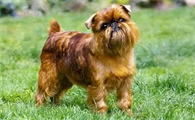 布鲁塞尔格里芬犬怎么护理？怎么护理它的毛发？