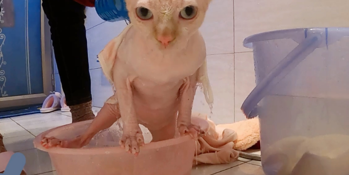 无毛猫怀孕能洗澡吗？注意事项如下