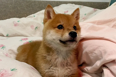 柴犬几个月才变漂亮 柴犬几个月才变漂亮