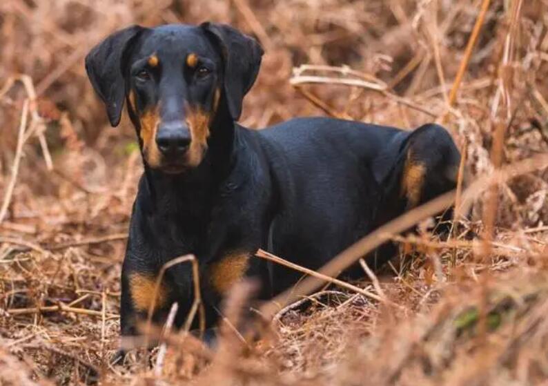 选购艾分杜宾犬的常见问题