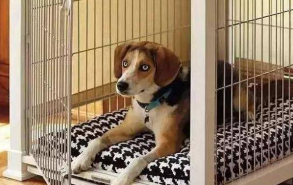 狗狗为什么发抖还扒笼子呢