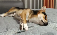 为什么狗狗自己打滚