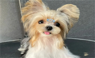 约克夏怎么看年龄,这里有答案