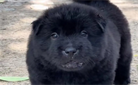 五黑犬性格温顺吗
