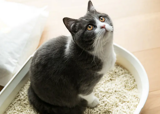 猫咪吃完牛肉为什么拉血呢