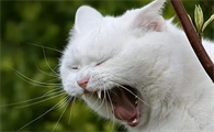 猫咪为什么这么爱打喷嚏的原因