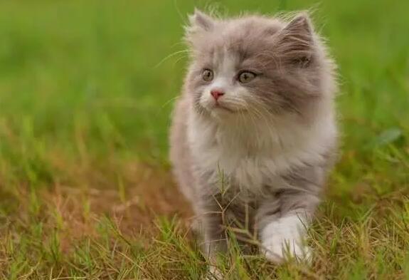 猫咪可以走丢吗为什么不能回家