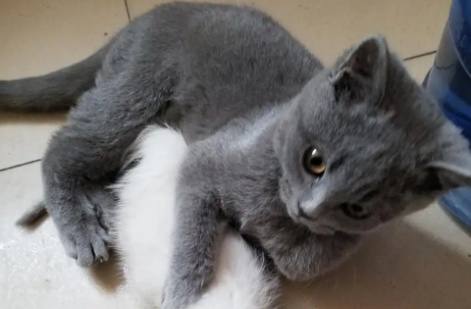 蓝猫女猫咪名字活泼