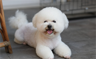 比熊犬泪痕白心嘴毛怎么去除？教你解决方案！